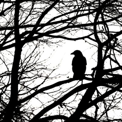 Even the Ravens- a poem